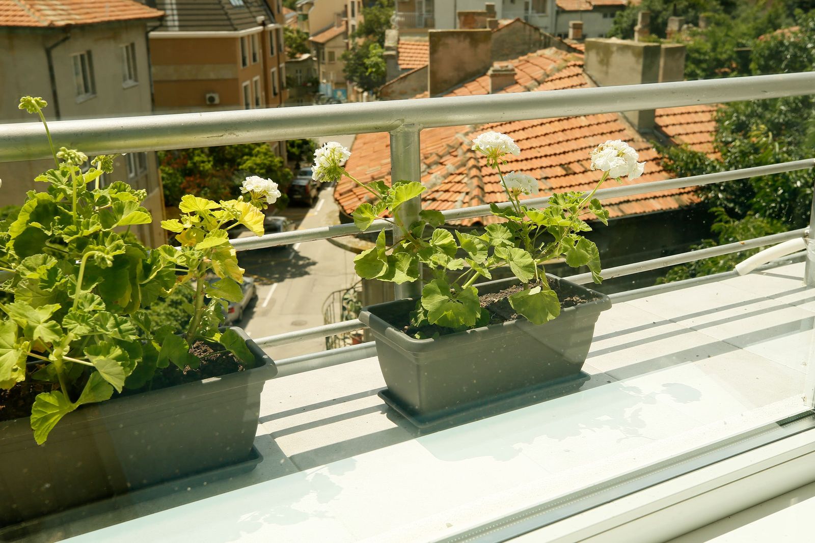 White geraniums in flower boxes on the window ledge