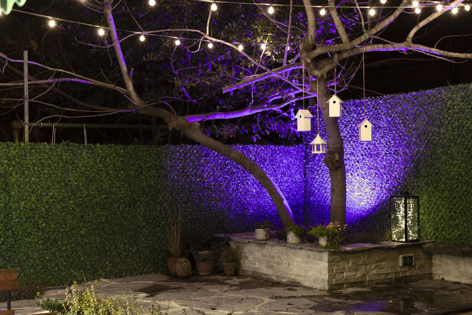 Garden at night with string lights and birdhouses in the tree